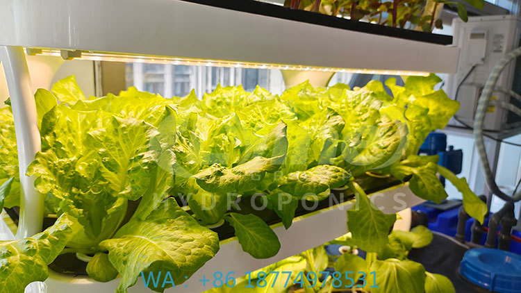 Agriculture Farming System - c Máquina agrícola para cultivar lactuga