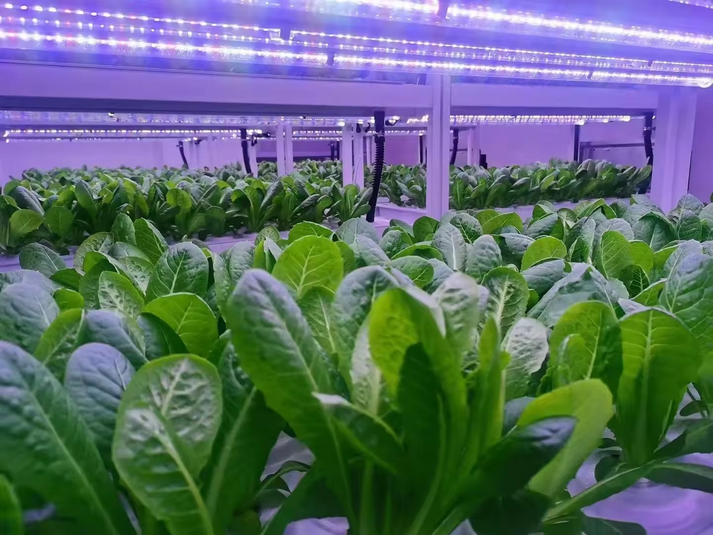 f Equipo agrícola de invernade - Agriculture Farming System reseña y precio