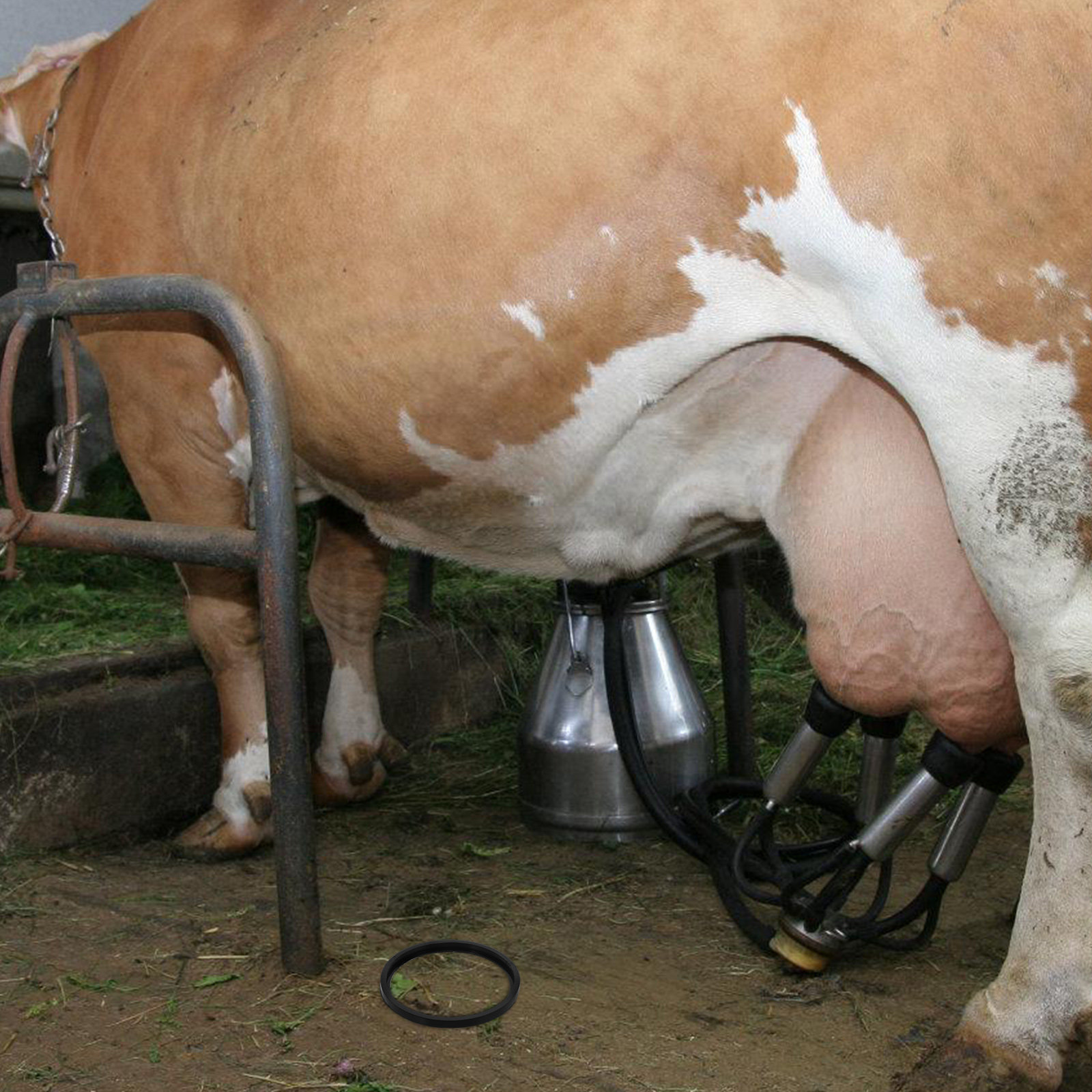 Anillo de sellado reemplazable - Milking Machine reseña y precio