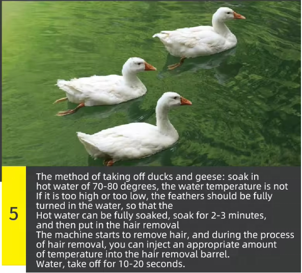 Lavadora para quitar plumas, d - Chicken Plucker Machine reseña y precio